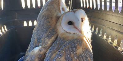 Kütahya’da bakımı tamamlanan peçeli baykuşlar doğaya salındı