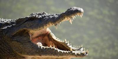 Timsah, yakaladığı çocuğu annesinin gözü önünde yuttu