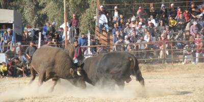 Söke'de boğa güreşi düzenlendi
