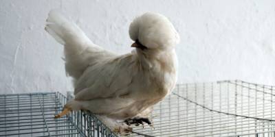 Muğla'da kümes hayvanları gösterisi düzenleniyor