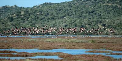 Muğla'daki Tuzla Sulak Alanı misafirlerini ağırlamaya başladı