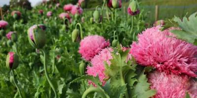 Düğünler için dekoratif çiçek yetiştirdiğini düşünürken yasaklı haşhaş yetiştirdi