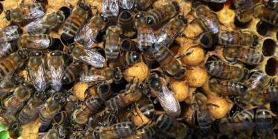 Gelmeyen kış, bitmeyen yaz arıların dengesini bozdu