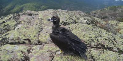 Antalya'da tedavisi tamamlanan kara akbaba, Afyonkarahisar'da doğaya salındı
