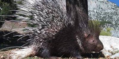 Aladağlar Milli Parkı'nda oklu kirpi görüntülendi