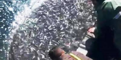 Balıkçılardan örnek hareket: Binlerce kefal yavrusunu denize bıraktılar