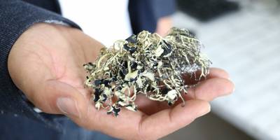 Türk bilim insanı Antarktika'da 10 liken türü keşfetti