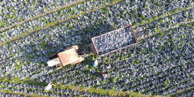 Bafra Ovası kırmızılahana üretiminde ilk sırada yer alıyor