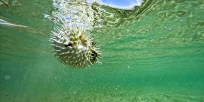 İstilacı balon balığı yayılmayı sürdürüyor