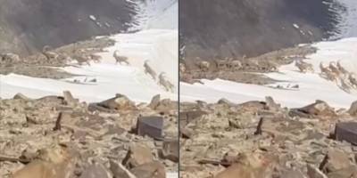 Hakkari'de sürü halinde dağ keçisi görüntülendi