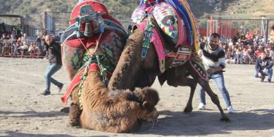 Söke'de deve güreşi festivali düzenlendi