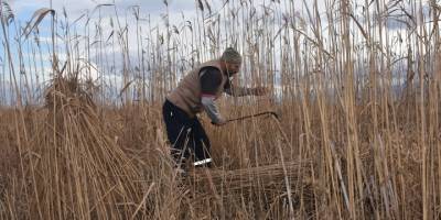 Göl kenarındaki kamışlar geçim kaynakları oldu