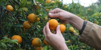 Bodrum mandalinasından 7-8 bin ton rekolte bekleniyor