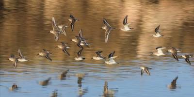 İzmir Kuş Cenneti'nin kış konukları sulak alanı doldurdu