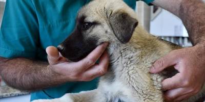 Sahipli ve sahipsiz hayvanların tedavi ve aşılama süreçlerine elektronik güvence