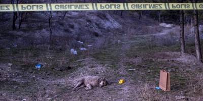 Ankara'da tüfekle vurulmuş 4 köpek ölüsü bulundu