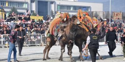 Aydın'da Deve Güreşi Festivali yapıldı