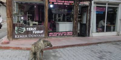 Sahipsiz hayvanlar acıktıklarında terzi Yusuf'un kapısına geliyor