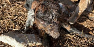 Bodrum'un "teknolojik çobanı" yeni doğan oğlağı kalp masajıyla hayata bağladı