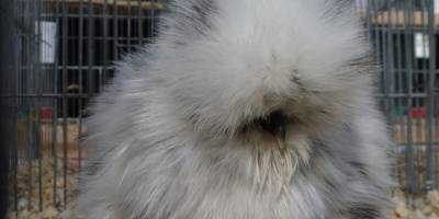 Afyonkarahisar'da "6. Ulusal Kümes Hayvanları Yarışması" başladı