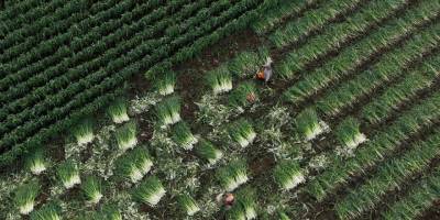 Yağışların gecikmesi kışlık sebzede rekolteyi düşürmedi