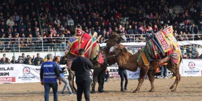 Denizli'de 2. Deve Güreşi Festivali düzenlendi