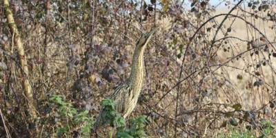 Efteni Gölü Kuş Cenneti'nde 19 türden 1787 kuş listelendi