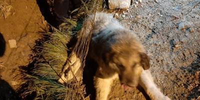 Muğla'da bahçe tellerine sıkışan köpeği zabıta kurtardı