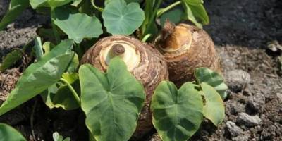 Gölevez bitkisinin hasadı yapıldı