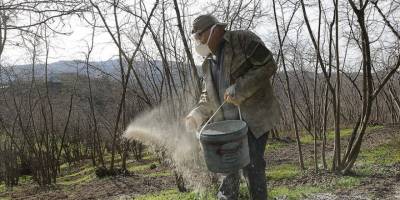 Sakarya'da fındıkta aside karşı "granül kireçli" önlem