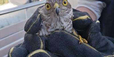 Bodrum'da yaralı bulunan biri yavru 2 şahin tedaviye alındı