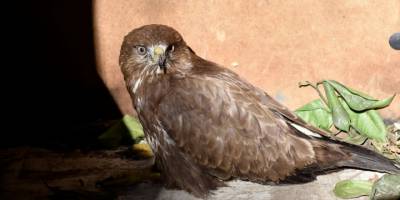 Bodrum'da bitkin halde bulunan şahin, tedavisi için koruma altına alındı