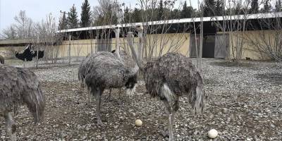 Uludağ Üniversitesinde yetiştirilen deve kuşları erken yumurtladı