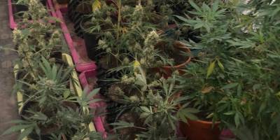 Villayı Hint keneviri bahçesine çevirmişler