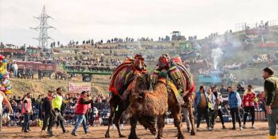 Sarayköy'de deve güreşi festivali yapıldı