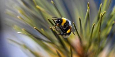 Değişen iklim şartları bazı hayvanların neslini tehlikeye atabilir