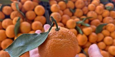 Turunçgil ihracatında 5 yıldır şampiyon mandalina