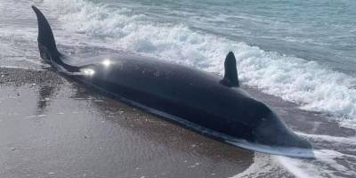 Depremden etkilenen balinaların cesetleri sahillere vurdu