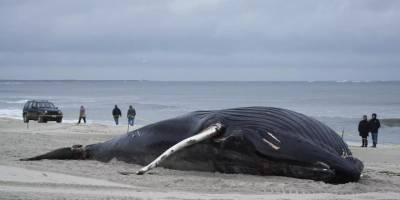 New York'ta bir ölü balina daha sahile vurdu