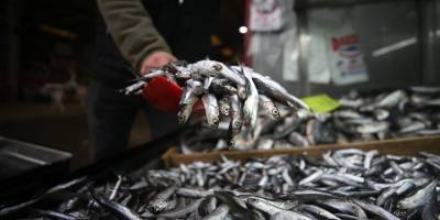 Hamsi avcılığı, Marmara Denizi ile boğazlarda yarından itibaren durdurulacak