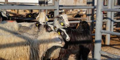 Kütahyalı yetiştiricilerden depremzedeler için küçükbaş ve büyükbaş hayvan bağışı