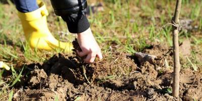Afet bölgesinde fide ve fidan üretiminde sertifikasyon işlemleri için son başvuru süresi uzatıldı