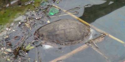 Manavgat Sanayisinde balık ölümleri