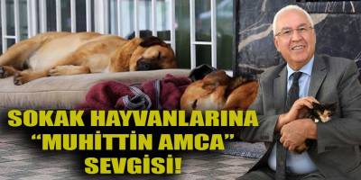 Karabağlar sokak hayvanlarına "Muhittin Amca" sevgisi!