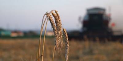 Çiftçilere 12,8 milyon liralık tarımsal destekleme ödemeleri bugün yapılacak
