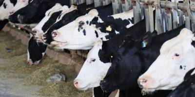 Denizli'de hayvan pazarları şap hastalığı nedeniyle kapatıldı