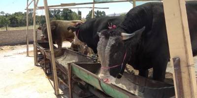 Uzmanından şap uyarısı: ‘Çok hızlı bir şekilde bulaşıyor, aşılamayla önüne geçilebilir’