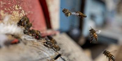 Depremde kovanları zarar gören arıcılar üretimi sürdürmek istiyor