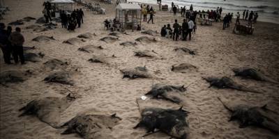 Gazze Şeridi açıklarında vatoz bereketi yaşanıyor