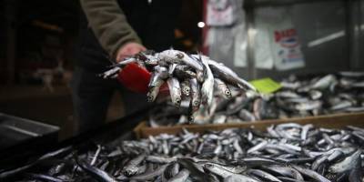 Türkiye 2 ayda hamsi ihracatından 1,5 milyon dolar kazandı